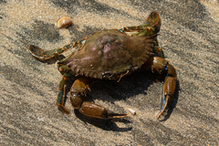 Callinectes amnicola