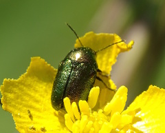 Cryptocephalus sericeus