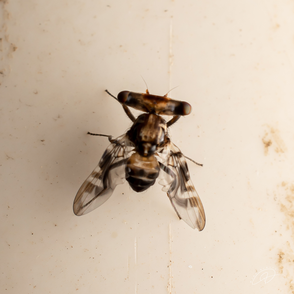 Plagiocephalus lobularis