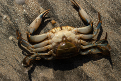 Callinectes amnicola