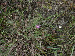 Lampranthus filicaulis