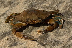 Callinectes amnicola