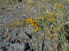 Solidago chilensis