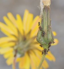Uroleucon sonchi