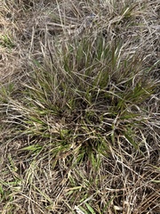 Dichanthelium laxiflorum