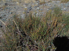 Ephedra chilensis