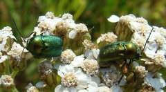 Cryptocephalus sericeus