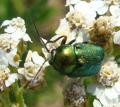 Cryptocephalus sericeus