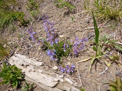 Penstemon albertinus