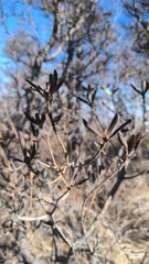 Rhododendron micranthum