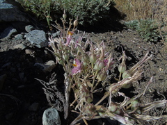 Alstroemeria pulchra