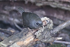 Scytalopus magellanicus
