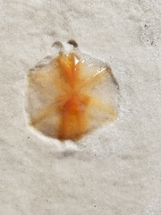 Cnidaria