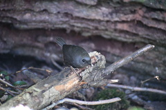 Scytalopus magellanicus