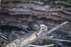Scytalopus magellanicus