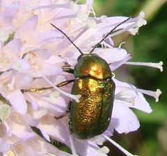 Cryptocephalus sericeus