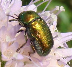 Cryptocephalus sericeus