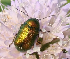 Cryptocephalus sericeus