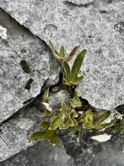 Pyrrosia polydactylos