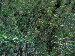 Berberis empetrifolia