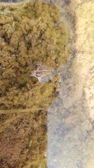 Fejervarya limnocharis