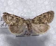 Bryophila domestica
