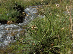 Baccharis sagittalis