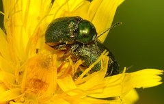 Cryptocephalus sericeus
