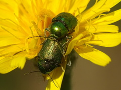 Cryptocephalus sericeus
