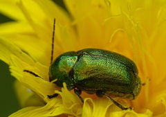 Cryptocephalus sericeus