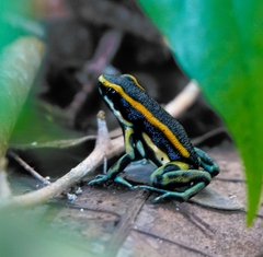 Dendrobates truncatus