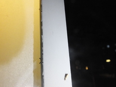 Grapholita delineana