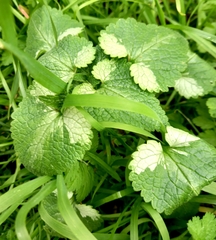 Lamium moschatum