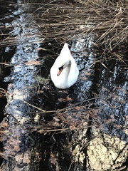 Cygnus olor