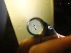 Phyllonorycter lonicerae