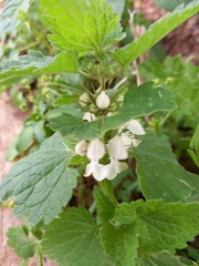 Lamium moschatum