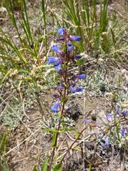 Penstemon albertinus