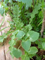 Lamium moschatum