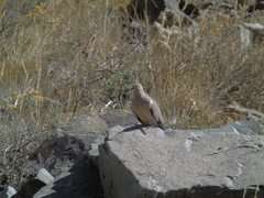 Metriopelia melanoptera