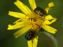 Cryptocephalus sericeus