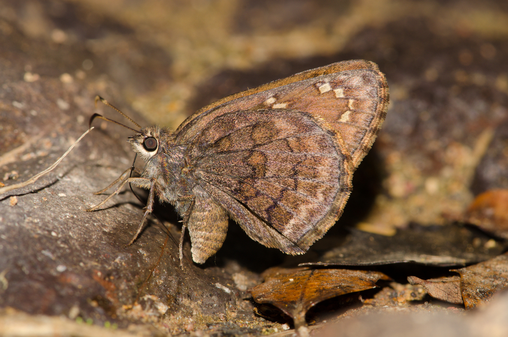 Valeriana Skipper