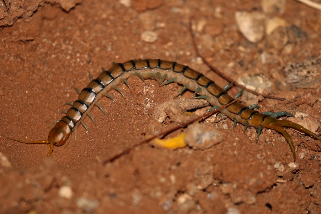 Scolopendra mirabilis