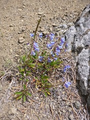 Penstemon albertinus
