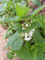 Lamium moschatum