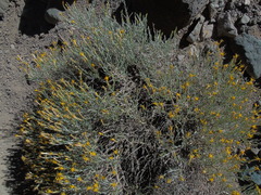 Senecio filaginoides