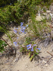 Penstemon albertinus