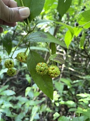 Tilesia baccata