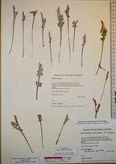Botrychium spathulatum image