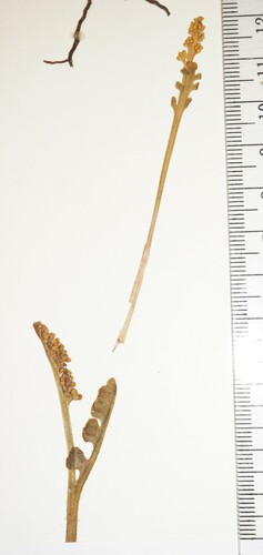 Botrychium spathulatum image