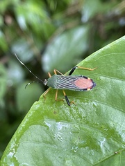Nematopus